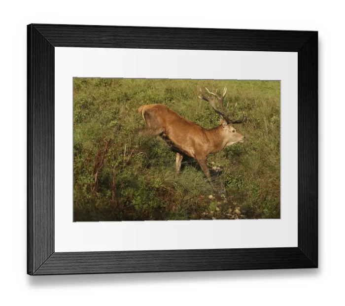 Framed Print : Red deer (Cervus elaphus) stag crossing a stream during the rut