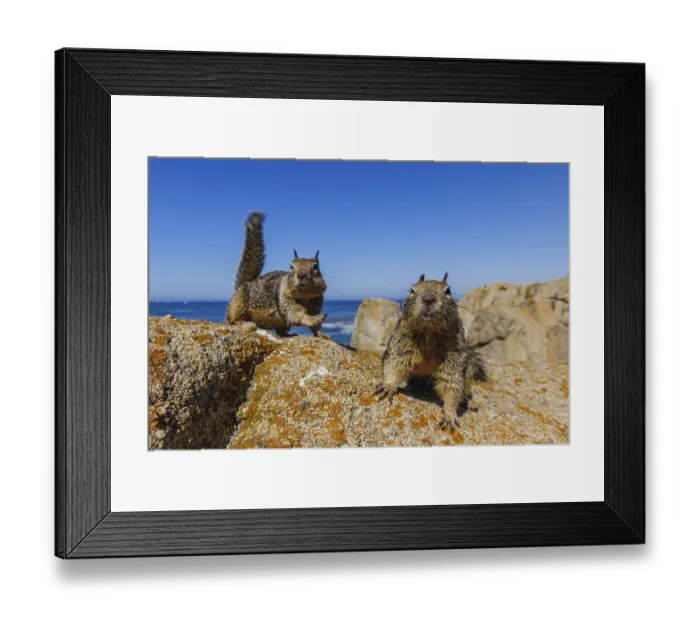 Framed Print : California Ground Squirrels (Spermophilus beecheyi) on rock Framed Print : California Ground Squirrels (Spermophilus beecheyi) on rock