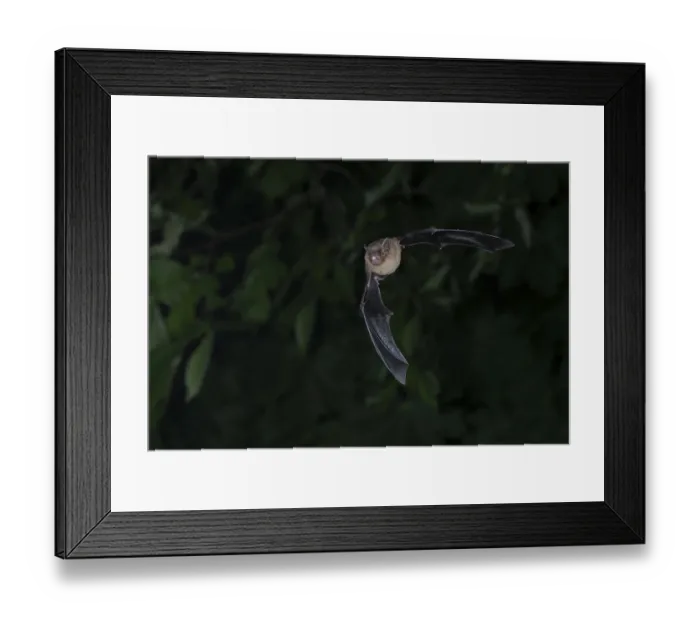 Framed Print : Common pipistrelle (Pipistrellus pipistrellus) hunting insects in front of deciduous forest