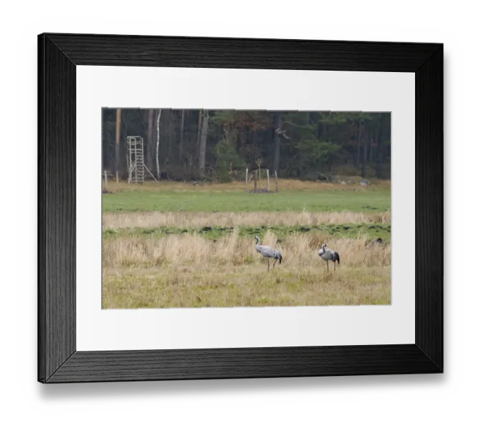 Framed Print : Two cranes (Grus grus) in Teufelsbruch