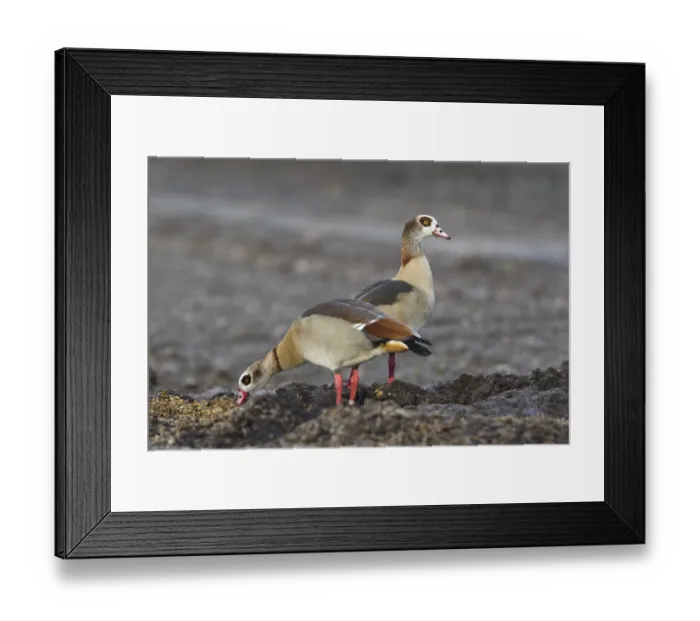 Framed Print : Egyptian geese (Alopochen aegyptiacus) Framed Print : Egyptian geese (Alopochen aegyptiacus)