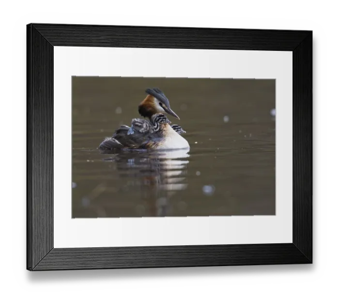 Framed Print : Great crested grebe (Podiceps cristatus) with chicks