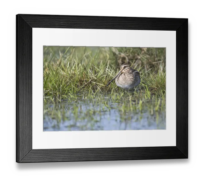 Framed Print : Common snipe (Gallinago gallinago) in a wet meadow Framed Print : Common snipe (Gallinago gallinago) in a wet meadow