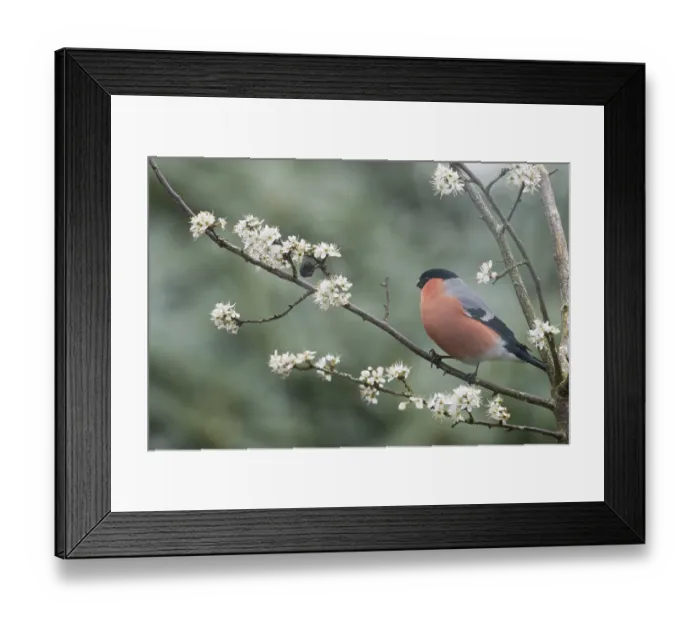 Framed Print : Eurasian bullfinch (Pyrrhula pyrrhula)