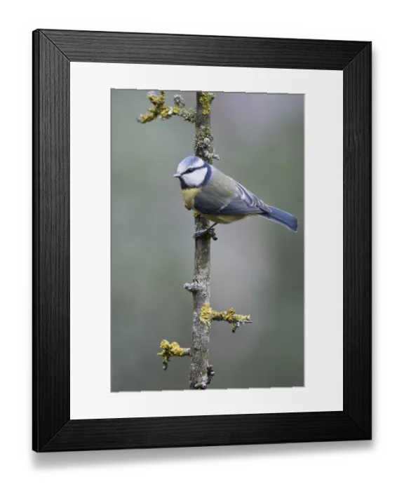 Framed Print : Blue Tit (Parus caerulea), Emsland