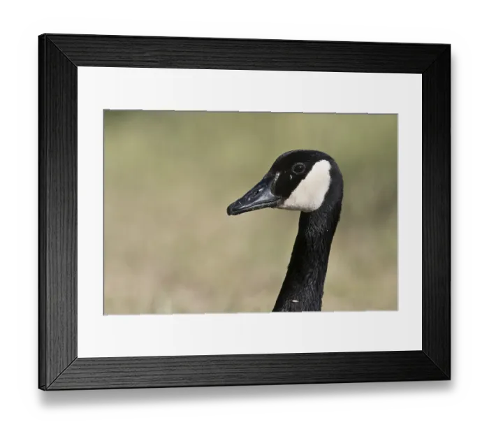 Framed Print : Canada Goose (Branta canadensis) Framed Print : Canada Goose (Branta canadensis)