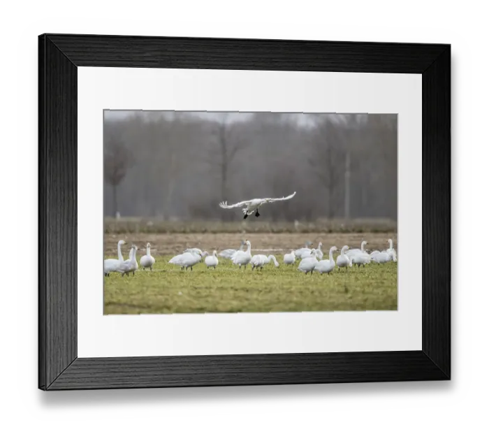 Framed Print : Tundra swans (Cygnus bewickii) approaching Framed Print : Tundra swans (Cygnus bewickii) approaching