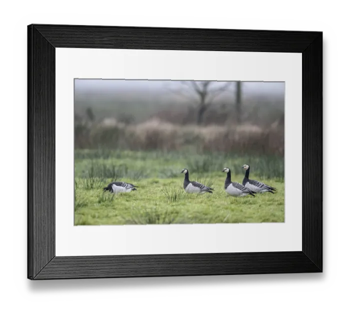 Framed Print : White-fronted Geese, Barnacle Geese (Branta leucopsis)
