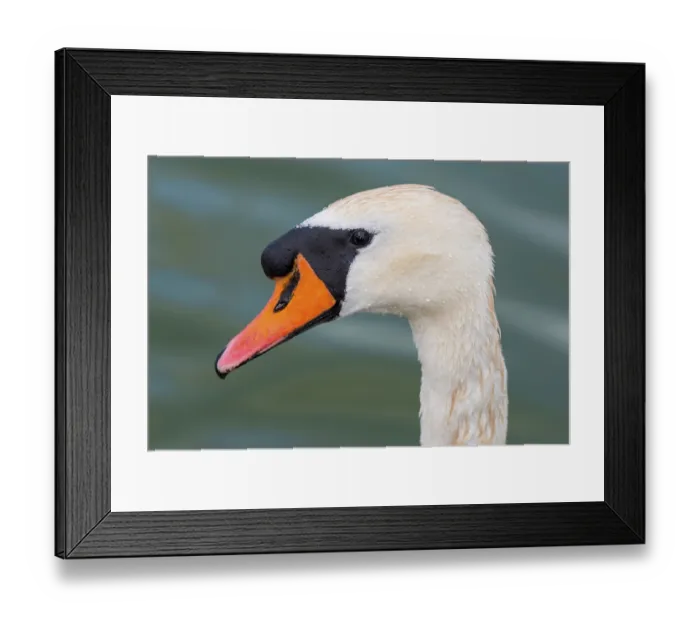 Framed Print : Swan (Cygnus Albus), bird, swimming bird Framed Print : Swan (Cygnus Albus), bird, swimming bird