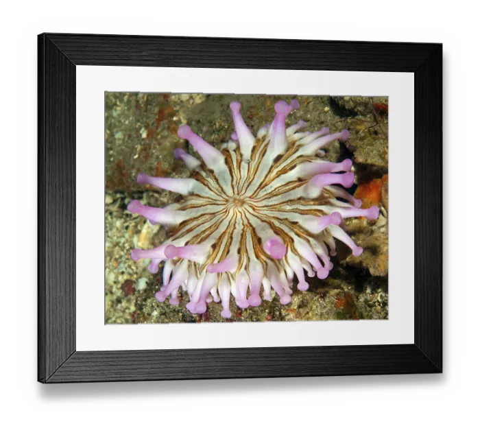 Framed Print : Club Anemone (Telmatactis cricoides)
