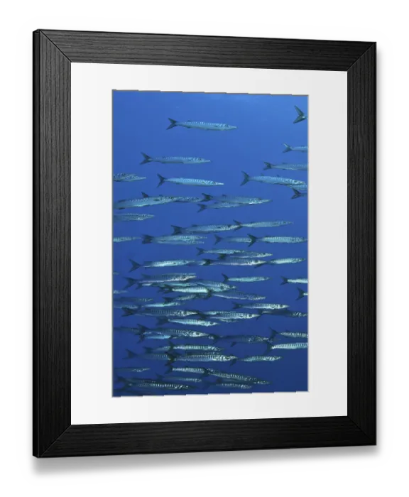 Framed Print : School of European barracuda (Sphyraena sphyraena)