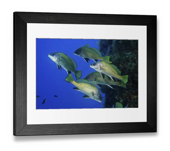 Framed Print : Shoal of Brown meagre (Sciaena umbra)
