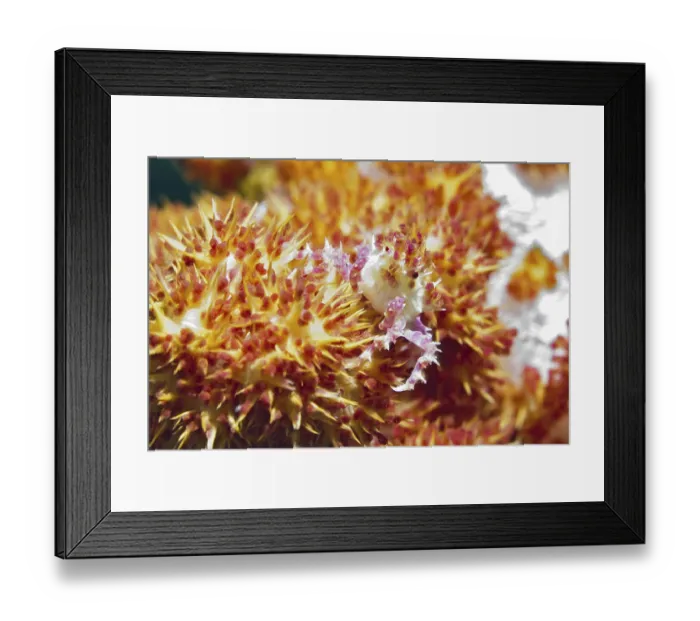 Framed Print : Dendronephtya Crab (Hoplophrys oatesii) sitting on soft coral (Alcyonacea)