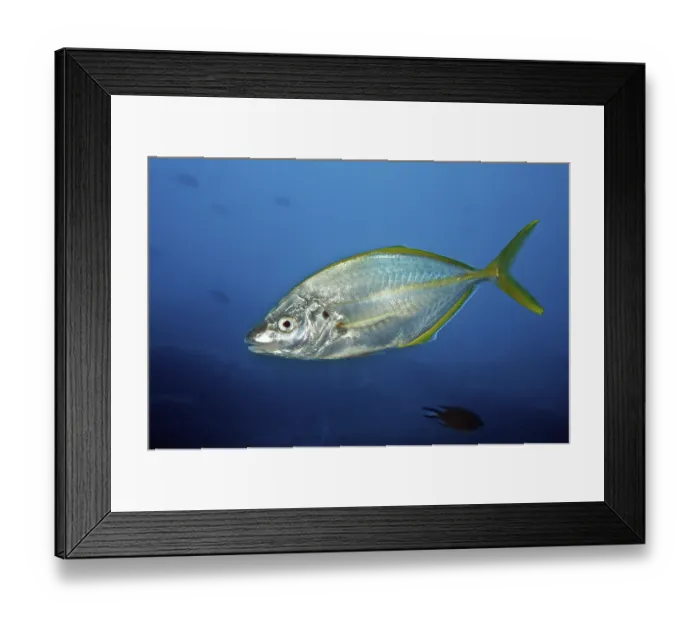 Framed Print : White trevally (Pseudocaranx dentex) Framed Print : White trevally (Pseudocaranx dentex)