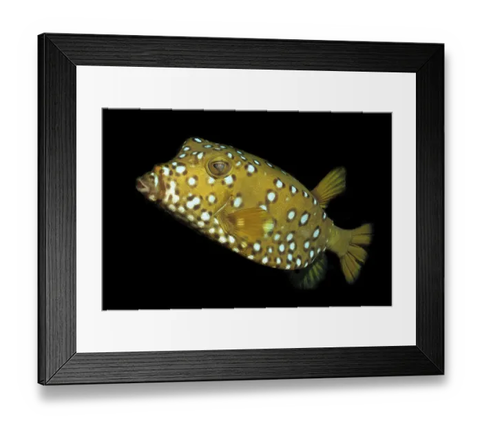 Framed Print : Yellow boxfish (Ostracion cubicus) Framed Print : Yellow boxfish (Ostracion cubicus)