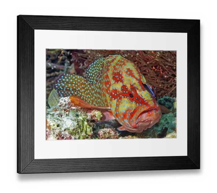 Framed Print : Symbiotic behaviour Symbiosis of vermillion seabass (Cephalopholis miniata)