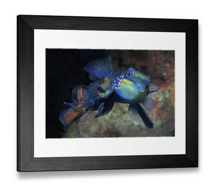 Framed Print : Mating pair of mandarinfish (Synchiropus splendidus) lyrefish left small female specimen right larger male specimen Framed Print : Mating pair of mandarinfish (Synchiropus splendidus) lyrefish left small female specimen right larger male specimen