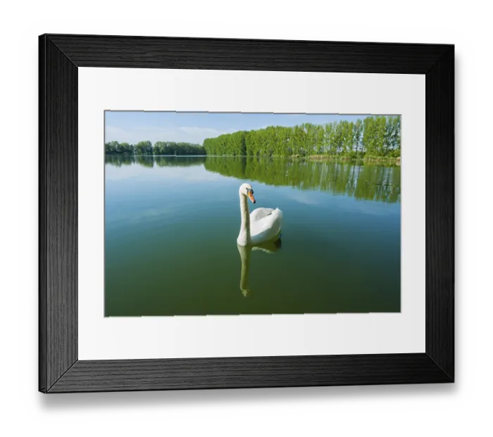 Framed Print : Mute swan (Cygnus olor), swimming on a pond