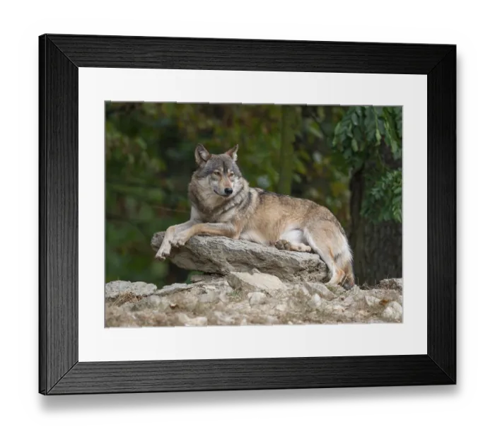 Framed Print : Gray wolf (Canis lupus) lying on a rock and looking attentively