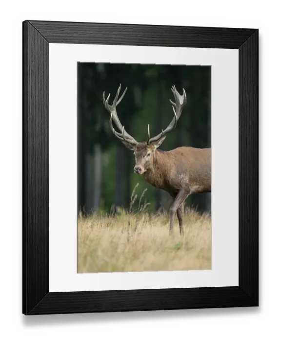 Framed Print : Red deer (Cervus elaphus) standing in a forest meadow Framed Print : Red deer (Cervus elaphus) standing in a forest meadow
