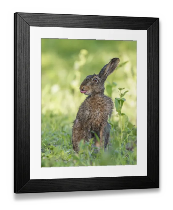 Framed Print : European hare (Lepus europaeus) with wet fur sitting in a field