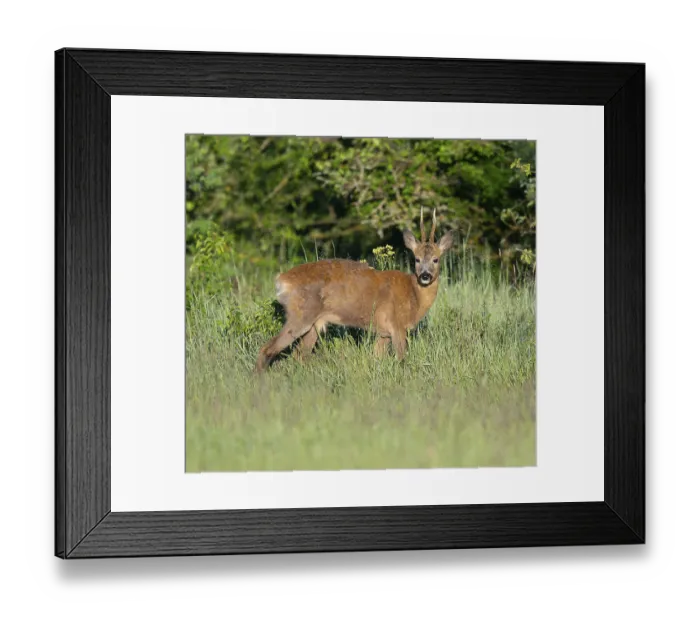 Framed Print : Roe deer (Capreolus capreolus)