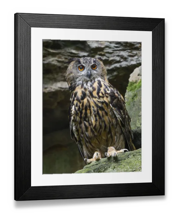 Framed Print : Eurasian Eagle-owl (Bubo bubo) standing in a rock face Framed Print : Eurasian Eagle-owl (Bubo bubo) standing in a rock face