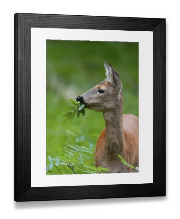 Framed Print : Roe deer (Capreolus capreolus)