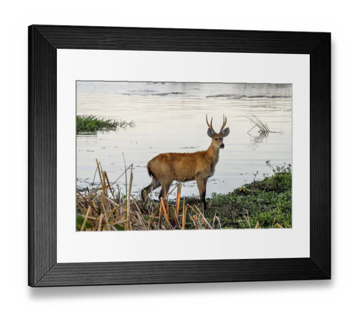 Framed Print : Pampas deer (Ozotoceros bezoarticus)
