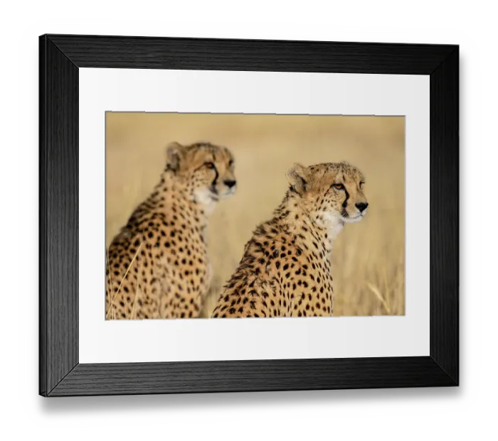 Framed Print : Two cheetahs (Acinonyx jubatus)