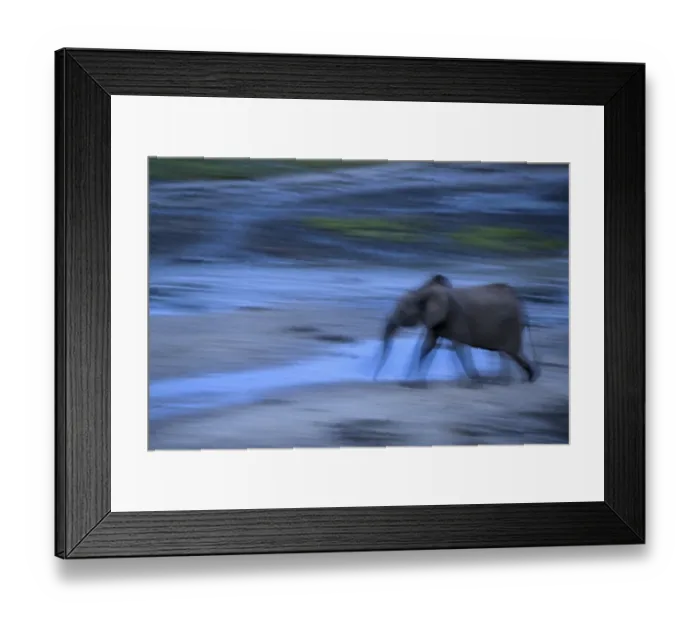 Framed Print : African forest elephant (Loxodonta cyclotis) in the Dzanga Bai forest clearing