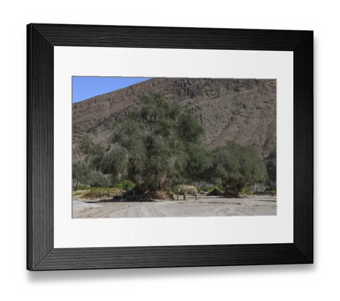 Framed Print : Desert elephant (Loxodonta africana) in the Hoanib dry river