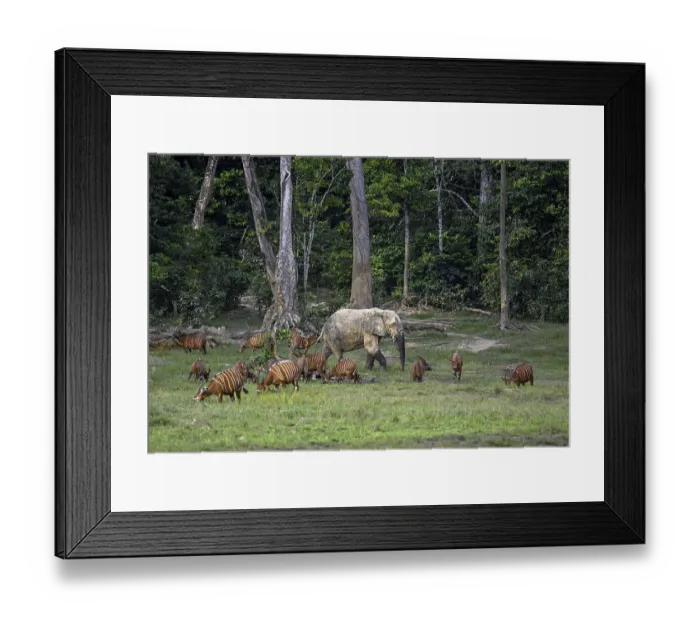 Framed Print : Forest elephant (Loxodonta cyclotis) and bongo antelope (Tragelaphus eurycerus) in the Dzanga Bai forest clearing Framed Print : Forest elephant (Loxodonta cyclotis) and bongo antelope (Tragelaphus eurycerus) in the Dzanga Bai forest clearing