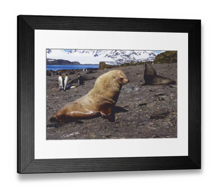 Framed Print : Blonde Antarctic Fur Seal (Arctocephalus gazelle)