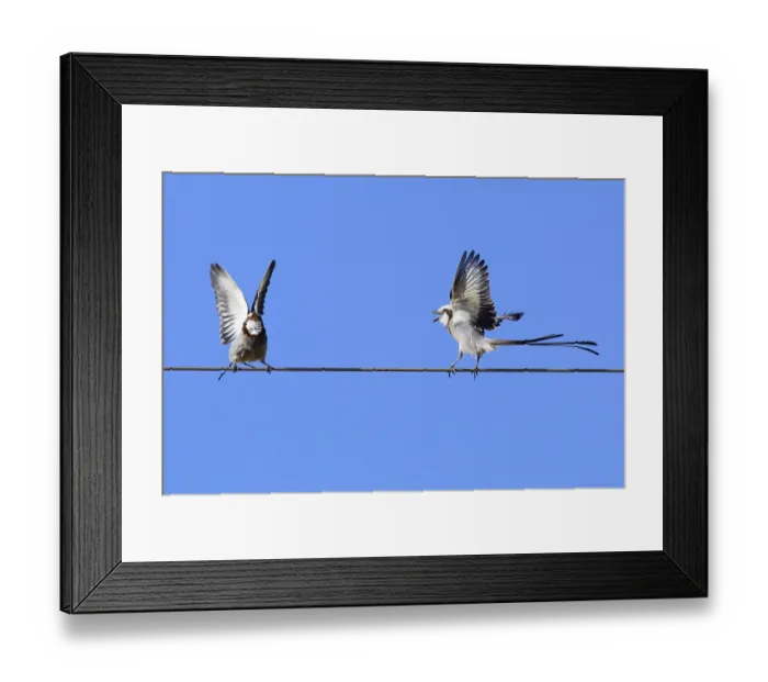 Framed Print : Courtship display of a couple of Streamer-tailed Tyrant (Gubernetes yetapa)