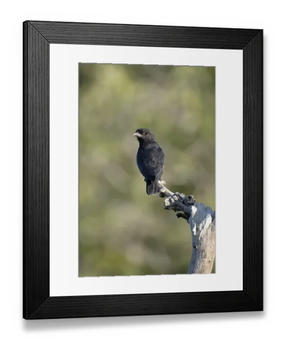 Framed Print : Swallow winged Puffbird, Chelidoptera tenebrosa tenebrosa