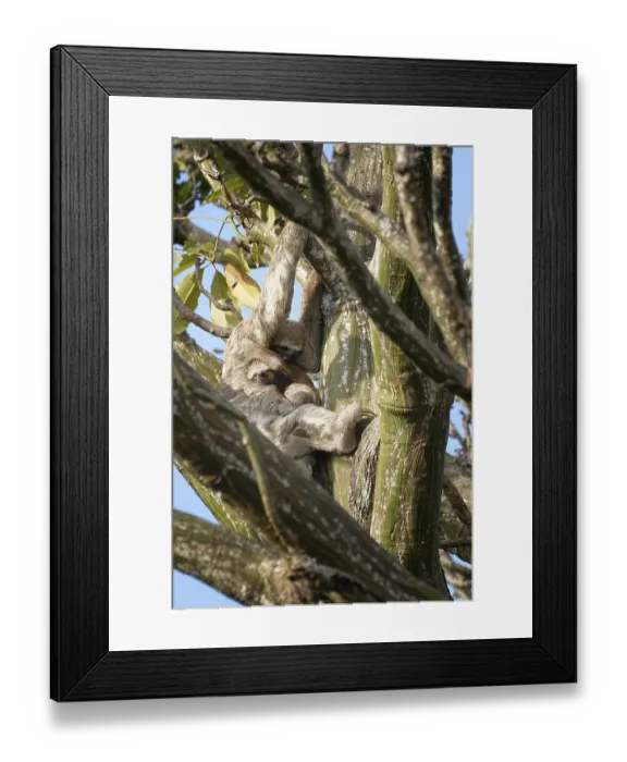 Framed Print : Brown throated Three toed Sloth