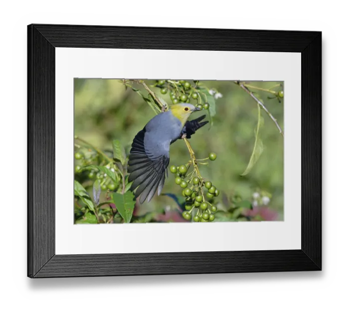 Framed Print : Long-tailed Silky-flycatcher, Ptiliogonys caudatus feeding on Twoleaf nightshade berries