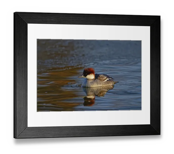 Framed Print : Smew (Mergellus albellus), female
