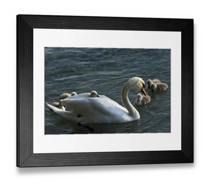 Framed Print : Mute Swan (Cygnus olor) with chicks, cygnets Framed Print : Mute Swan (Cygnus olor) with chicks, cygnets