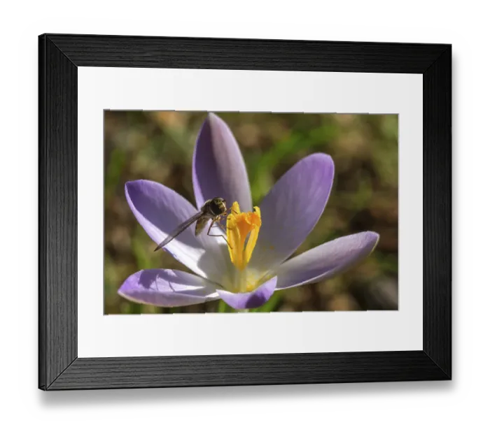 Framed Print : Hoverfly (Syrphidae) sitting on a crocus