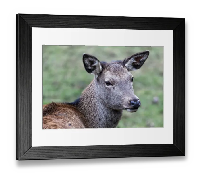 Framed Print : Red deer (Cervus elaphus), captive Framed Print : Red deer (Cervus elaphus), captive