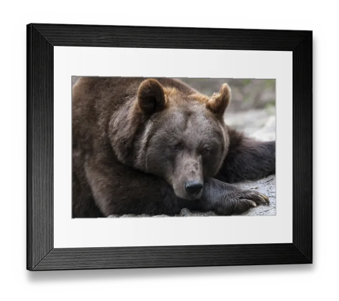 Framed Print : Brown bear (Ursus arctos), captive Framed Print : Brown bear (Ursus arctos), captive