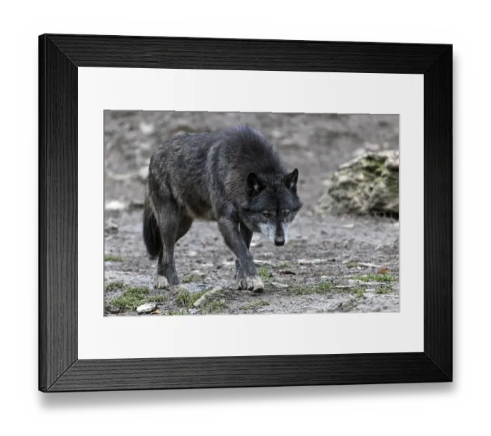 Framed Print : Wolf (Canis lupus), captive, Bad Mergentheim Wildlife Park Framed Print : Wolf (Canis lupus), captive, Bad Mergentheim Wildlife Park