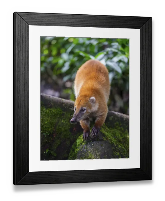 Framed Print : South American coati (Nasua nasua)