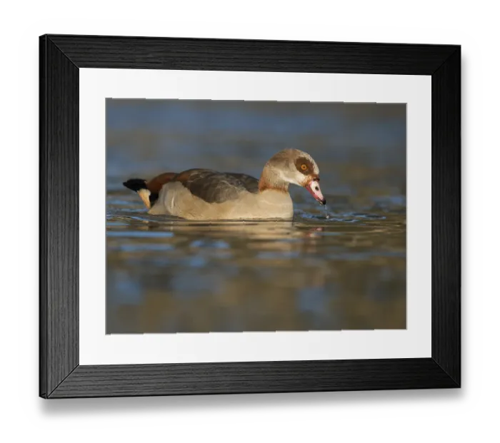 Framed Print : Egyptian Goose (Alopochen aegyptiacus)