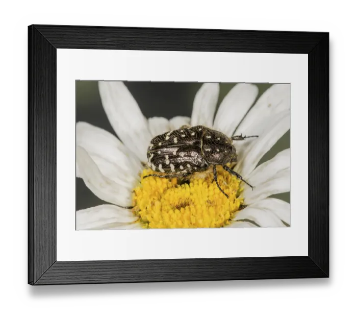 Framed Print : Shaggy flower beetle (Tropinota hirta) eats flower pollen of a daisy (Leucanthemum maximum) Framed Print : Shaggy flower beetle (Tropinota hirta) eats flower pollen of a daisy (Leucanthemum maximum)