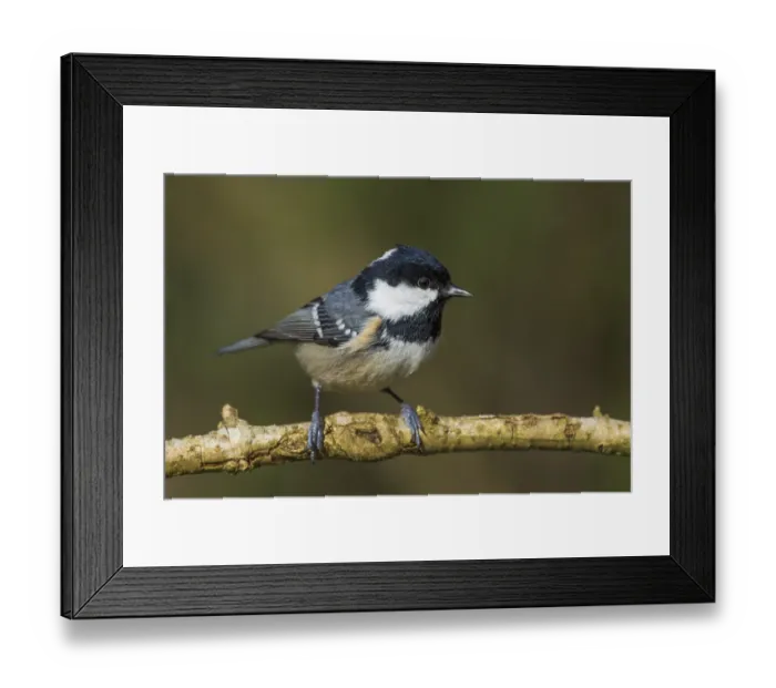 Framed Print : Fir tit (Periparus ater) on a thin branch Framed Print : Fir tit (Periparus ater) on a thin branch