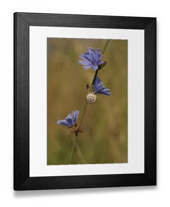 Framed Print : Shell of a Helicid Snail (Helicidae) attached to a Wild Cornflower or Bachelor's Button (Centaurea cyanus)