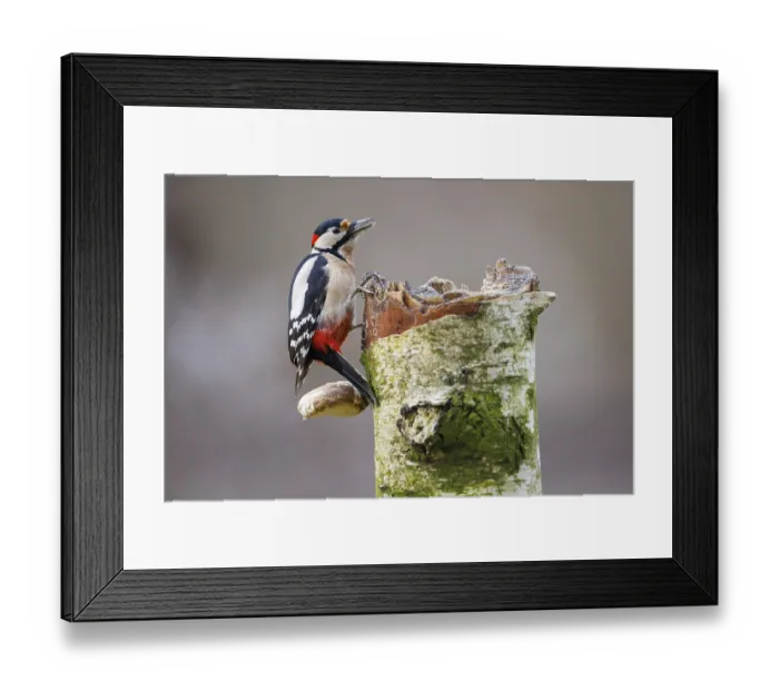 Framed Print : Great spotted woodpecker (Dendrocopos major) Framed Print : Great spotted woodpecker (Dendrocopos major)